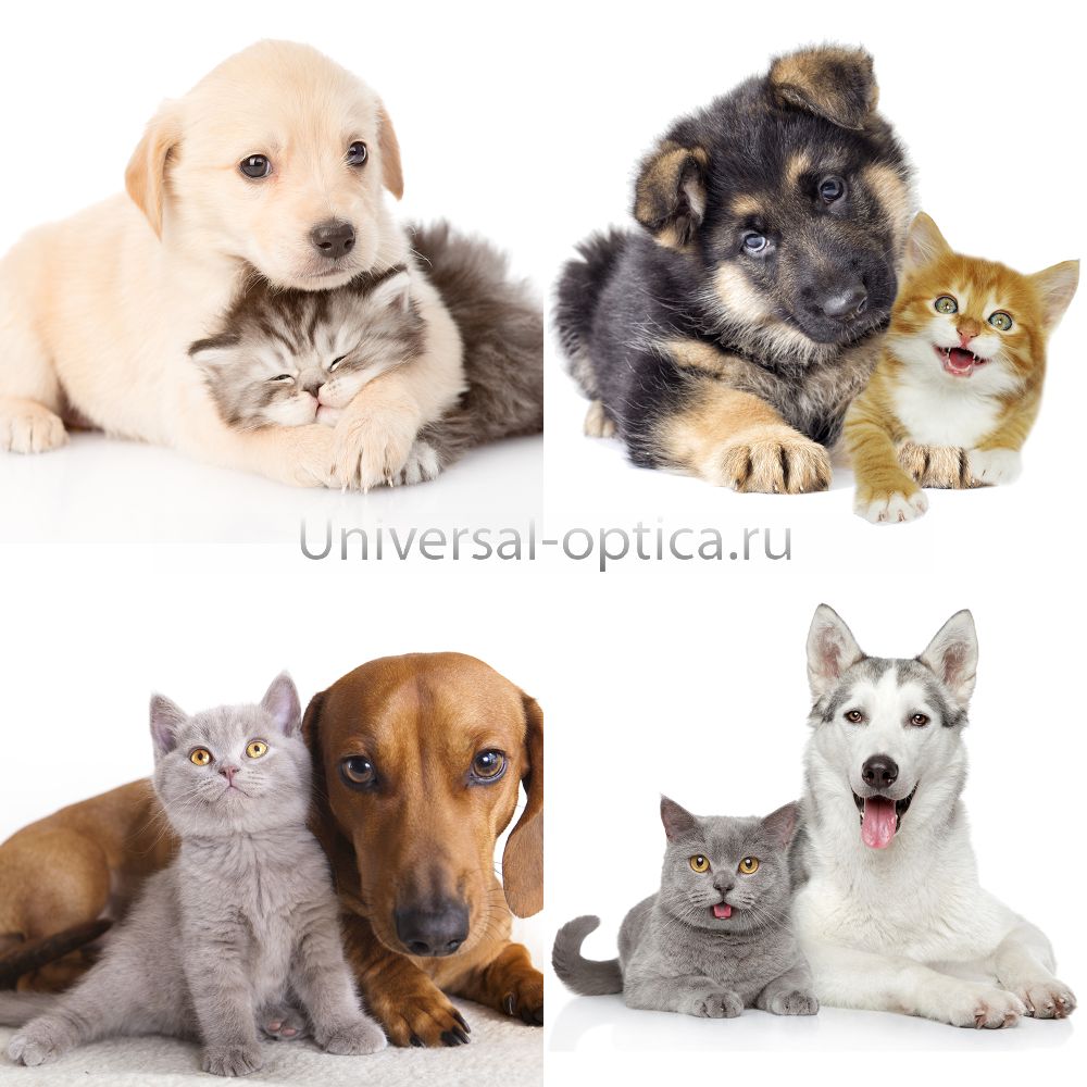 Салфетка из MF "УНИВЕРСАЛ" в индивидуальной упаковке (4шт.) Милые животные (15*18см) Китай от Торгового дома Универсал || universal-optica.ru