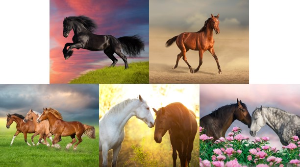 Салфетка из MF "УНИВЕРСАЛ" в индивидуальной упаковке (5шт.) Лошади-3 (15*18см) от Торгового дома Универсал || universal-optica.ru